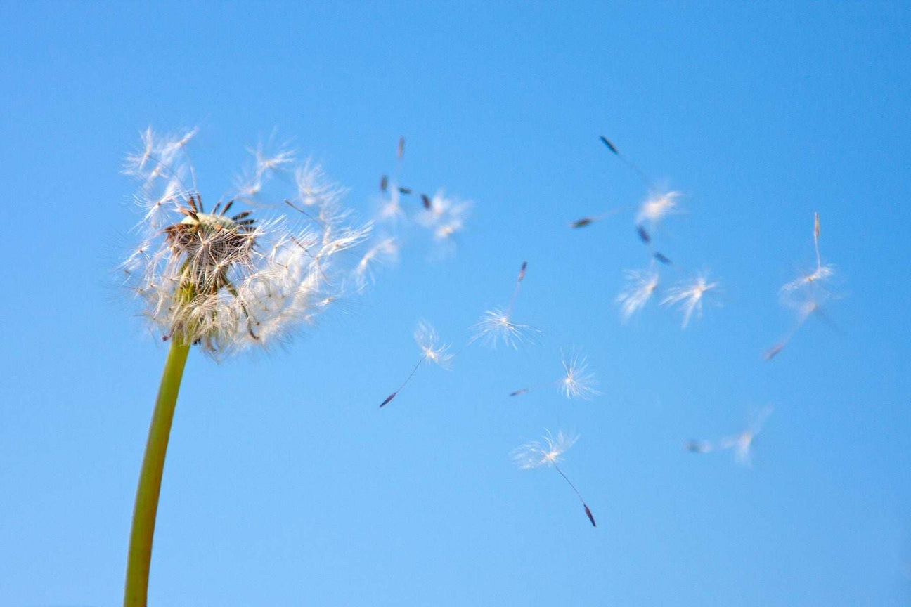 Tackle Spring Allergies
